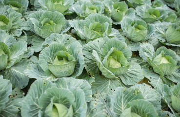 Cabbage in the Garden