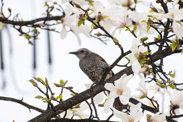 Bird Animal nature wildlife Tree close-up Japan Landscape Flying Spread wings garden sky cloud