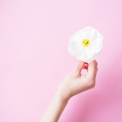 Ranunculus in feminine hand on pink background. Flat lay, top view. Spring time background.