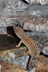 Leopardgecko