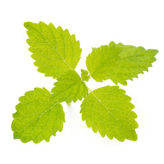 Fresh mint leaves isolated on white background. © gitusik