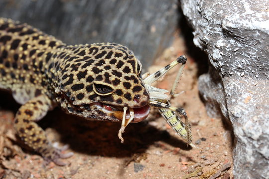 Leopardgecko mit Beute
