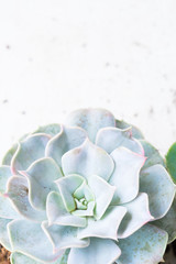 Succulent growing green fresh plants close up with copy space