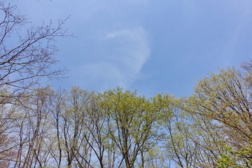 昭和記念公園の新緑