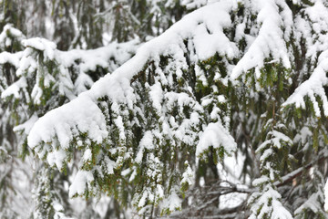 Beautiful branch of a Christmas tree under the fluffy snow