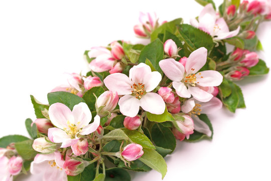 flower and flower buds on apple spring
