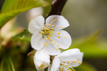 Obraz na płótnie Canvas Cherry blossom in spring for background.