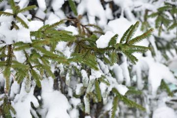 Beautiful branch of a Christmas tree under the fluffy snow