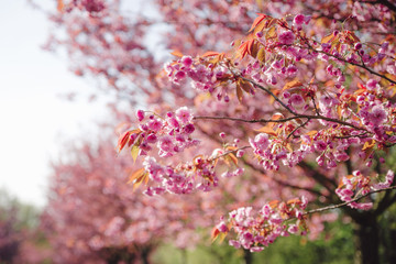 japanese cherry tree blossoms
