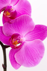 Pink orchid on the white background.