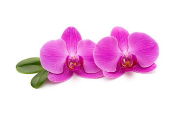 Plakat Pink orchid on the white background.