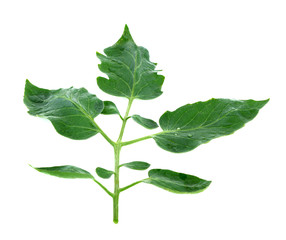 tomato leaf isolated on white background