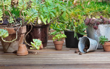 collection de plantes succulentes sur plancher en bois
