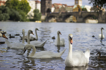 White swans on the Vltava River, Prague, Czech Republic, Europe