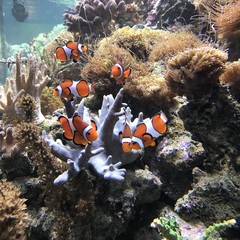 Anemonenfisch
