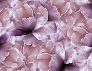Flowers pink-violet background . Purple-white large petals flowers tulip.  floral collage.  Flower composition. Nature.