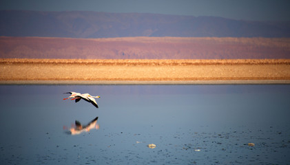 Flamingo Lake, Atacama Desert, Chile