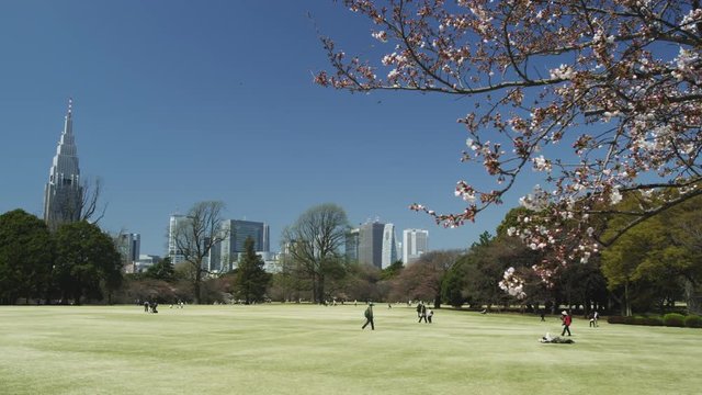 View of Skyline of Shinjuku  with Cherry Blossom Trees