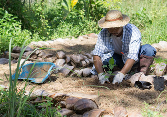Asian farmers are developing garden farms.