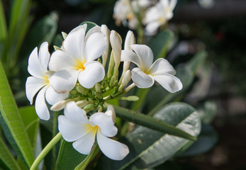 Obraz na płótnie Canvas Plumeria flowers