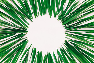 round frame made from green leaves of Narcissus on white background with space for text, top view. tinted photo