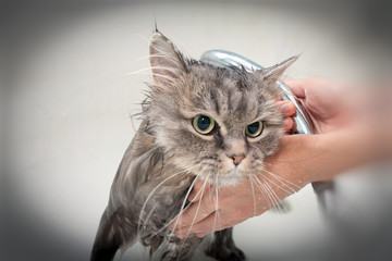 Bath the cat