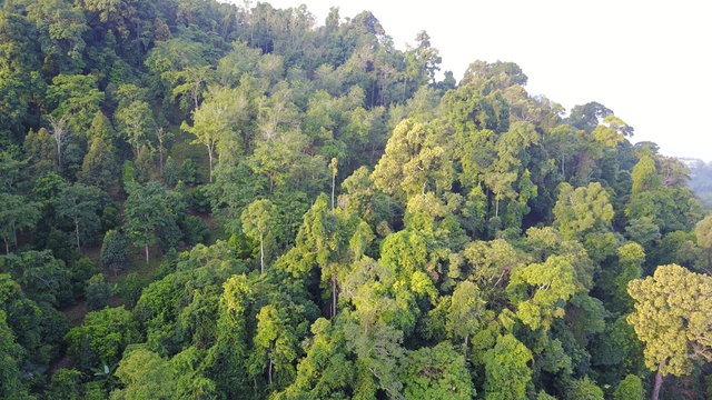 Fototapeta Rain forest (rainforest) aerial view