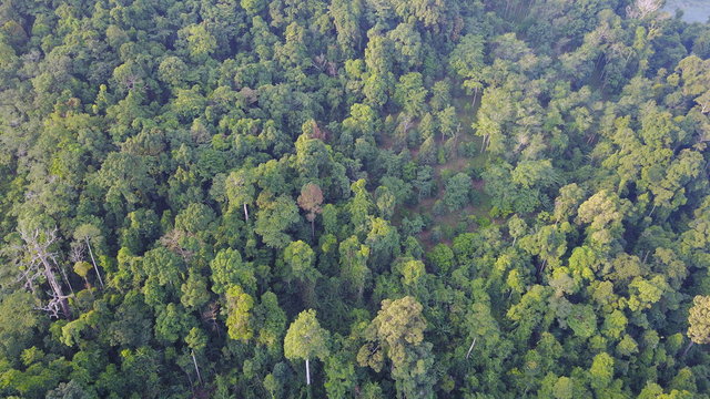 Fototapeta Rain forest (rainforest) aerial view