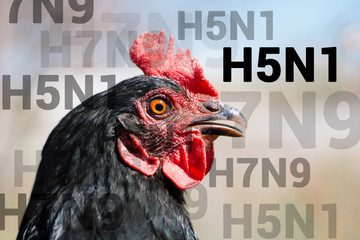 Naklejka premium Beautiful chicken, close-up, sign H5N1 concept of poultry. The threat of avian influenza and illness among poultry.