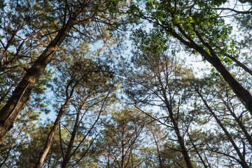 Beautiful green forest