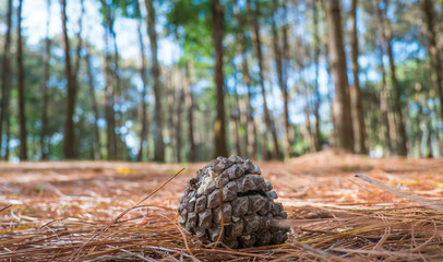 Pine cones on the forest floor