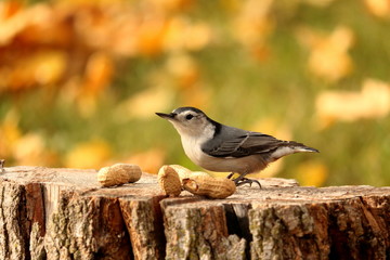 A Nuthatch pauses on a stump before grabbing a peanut. The background is a green lawn covered in...