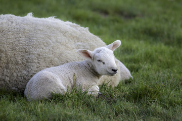 Obraz premium Young lamb laying by mother sheep in a field