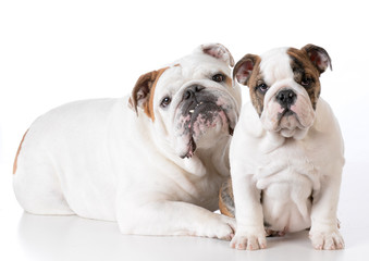 Fototapeta premium adult and puppy bulldog