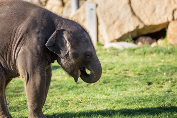 Naklejka premium Baby Elephant eating.