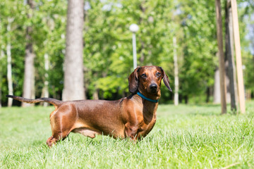 Dachshund dog