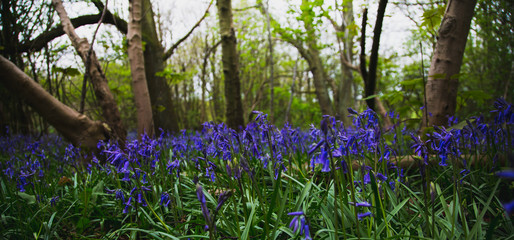 Bluebells 