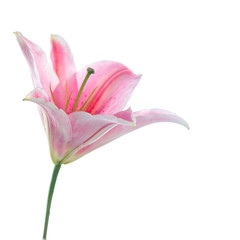 Pink lily flower bouquet isolated on white background