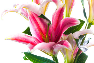 Pink lily flower bouquet isolated on white background