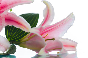 Pink lily flower bouquet isolated on white background