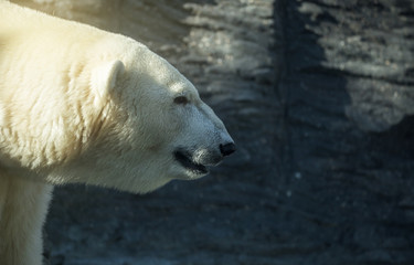 Obraz na płótnie Canvas Polar bear, dangerous looking beast in the zoo.