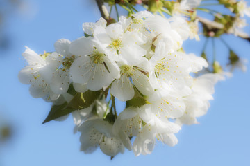 Kirschblühten.