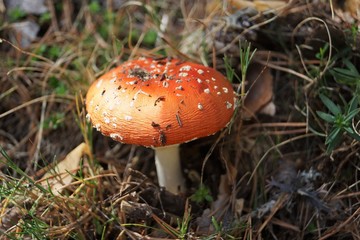 Amanita muscaria, or the fly agaric or fly amanita, is a mushroom and psychoactive basidiomycete fungus. Division:	Basidiomycota
Class:	Agaricomycetes
Order: Agaricales
Family: Amanitaceae