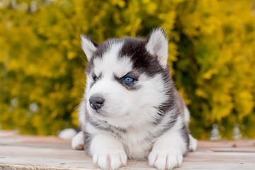 small blue-eyed puppy of a husky. Lies. looking away