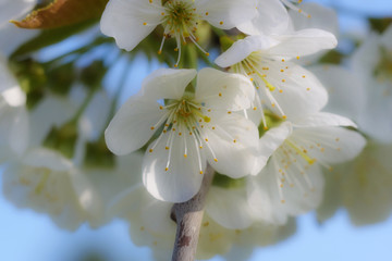 Kirschblühten.