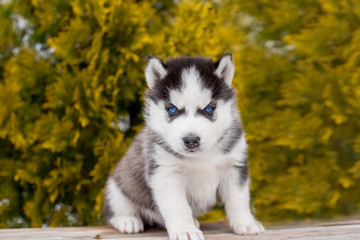 small blue-eyed puppy of a husky. is sitting. Looks straight