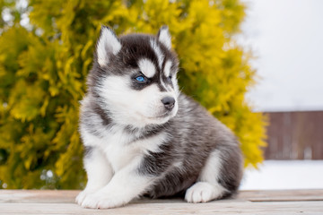 Little Husky puppy. blue eyes. looking away
