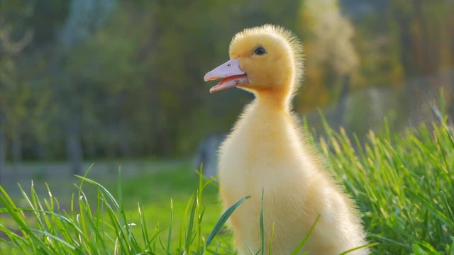Cute domestic gosling sitting in green grass outdoor. 4k