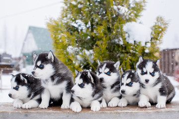 group of six small husky puppies in the snow. blue eyes.