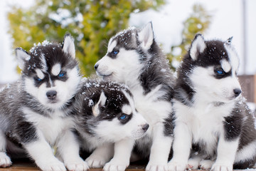 Group of four little merry Husky puppies in the snow. blue eyes.